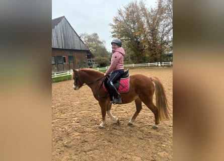 Welsh A (Mountain Pony), Mare, 9 years, 12,1 hh, Chestnut-Red
