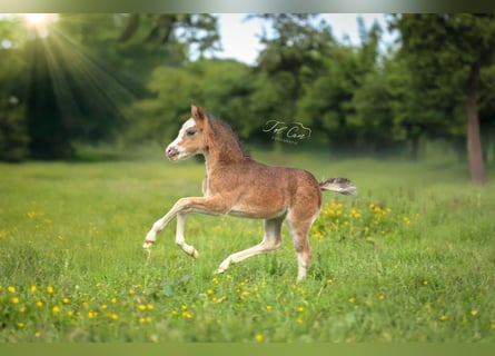 Welsh A (Mountain Pony), Mare, , 11,2 hh, Brown