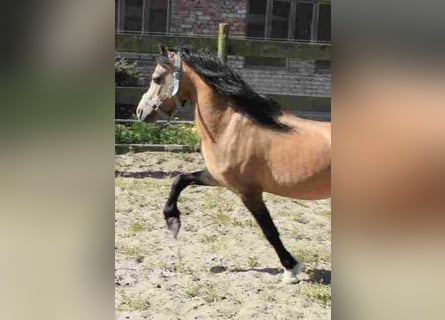 Welsh A (Mountain Pony), Stallion, 16 years, Buckskin