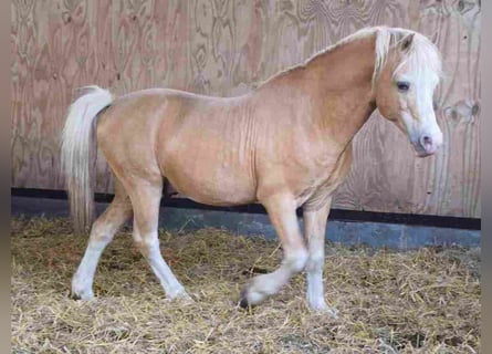 Welsh A (Mountain Pony), Stallion, 18 years, 11,2 hh, Palomino