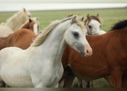 Welsh A (Mountain Pony), Stallion, 1 year, 11.3 hh, Grey Welsh A (Mountain Pony), Stallion, 1 year, 11.3 hh, Grey