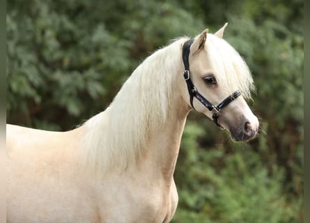 Welsh A (Mountain Pony), Stallion, 1 year, 12 hh, Palomino