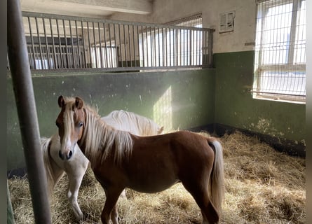 Welsh A (Mountain Pony), Stallion, 1 year, Palomino