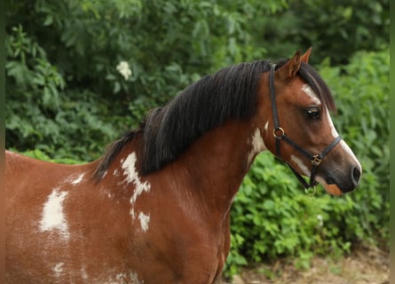 Welsh A (Mountain Pony), Stallion, 2 years, 11,1 hh, Brown