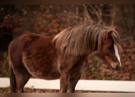 Welsh A (Mountain Pony), Stallion, 2 years, 11,2 hh, Chestnut-Red
