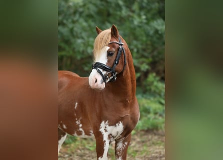 Welsh A (Mountain Pony), Stallion, 2 years, 11,2 hh, Chestnut-Red