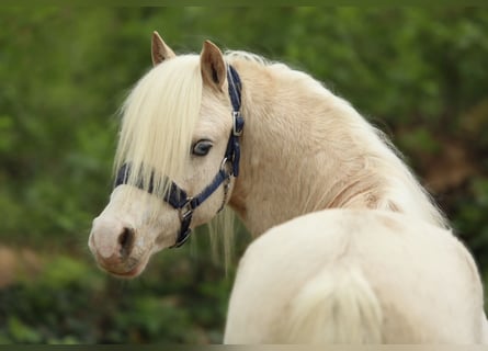 Welsh A (Mountain Pony), Stallion, 3 years, 10.2 hh, Palomino