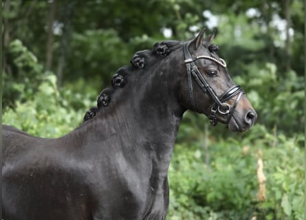 Welsh A (Mountain Pony), Stallion, 3 years, 12,1 hh, Smoky-Black