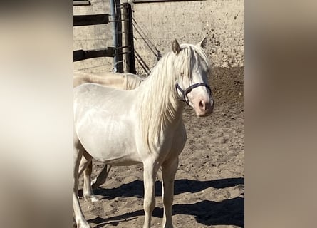 Welsh A (Mountain Pony), Stallion, 3 years, Cremello
