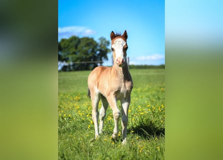 Welsh A (Mountain Pony), Stallion, , 11,2 hh, Brown-Light