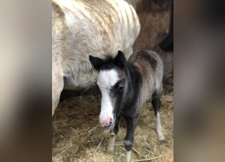 Welsh A (Mountain Pony), Stallion, , 12 hh, Gray