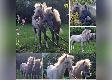 Welsh A (Mountain Pony), Stallion, Foal (04/2025)