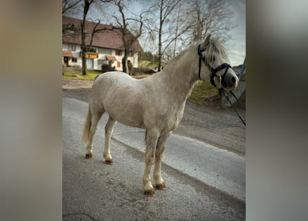 Welsh A (Mountain Pony), Stallion, 4 years, 11,2 hh, Grey