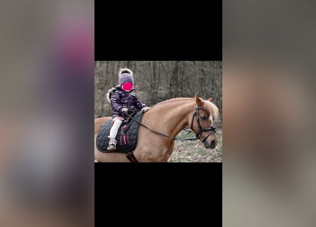Welsh-A, Ruin, 12 Jaar, Vos