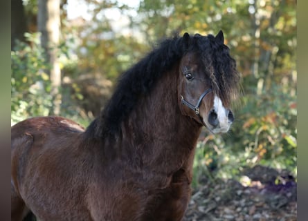 Welsh-A, Ruin, 2 Jaar, 118 cm, Bruin