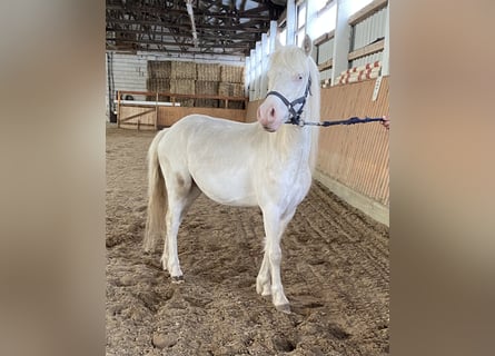 Welsh-A, Ruin, 3 Jaar, Cremello