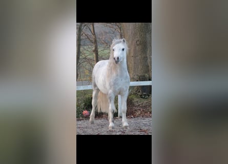 Welsh-A, Ruin, 4 Jaar, 122 cm, Schimmel