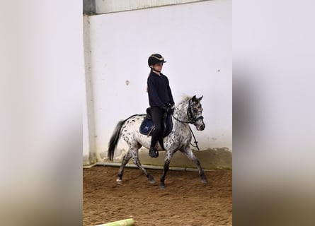 Welsh-A, Ruin, 5 Jaar, 114 cm, Appaloosa