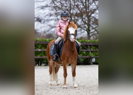 Welsh-A, Ruin, 5 Jaar, 118 cm, Roodvos