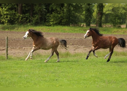 Welsh-A, Stallone, 1 Anno, 118 cm, Pelle di daino