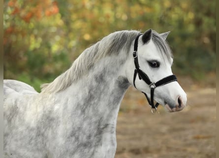 Welsh-A, Stallone, 3 Anni, 122 cm, Grigio