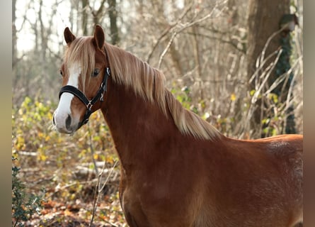 Welsh-A, Stallone, 3 Anni, 133 cm, Sauro