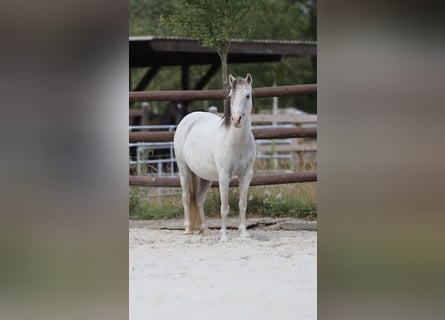 Welsh-A, Stute, 10 Jahre, 110 cm, Schimmel