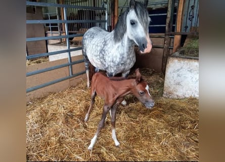 Welsh-A, Stute, 12 Jahre, 121 cm, Schimmel