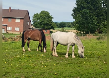 Welsh-A, Stute, 12 Jahre, 121 cm, Schimmel