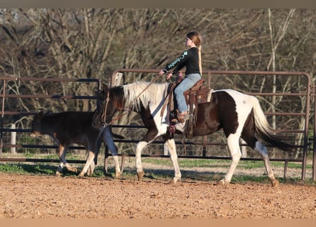 Welsh-A, Stute, 12 Jahre, 135 cm