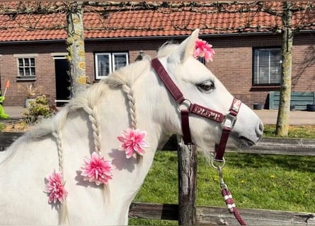 Welsh-A, Stute, 13 Jahre, 114 cm, Schimmel