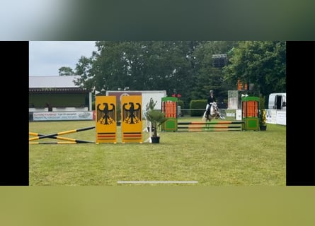 Welsh-A, Stute, 14 Jahre, 115 cm, Schimmel