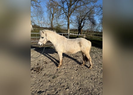 Welsh-A, Stute, 14 Jahre, 119 cm, Schimmel