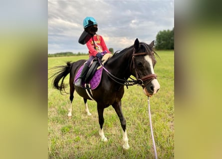 Welsh-A, Stute, 14 Jahre, 120 cm, Rappe