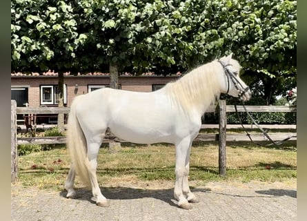 Welsh-A, Stute, 15 Jahre, 118 cm, Schimmel