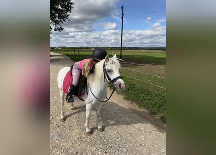 Welsh-A, Stute, 16 Jahre, 118 cm, Schimmel