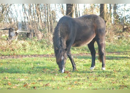 Welsh-A Mix, Stute, 18 Jahre, 126 cm, Rappe