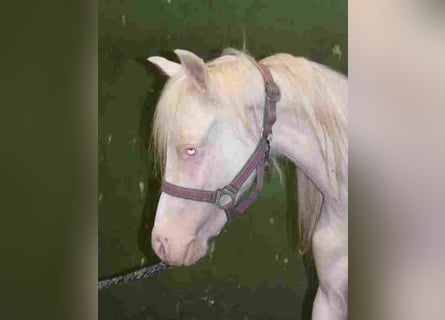 Welsh-A, Stute, 2 Jahre, Cremello