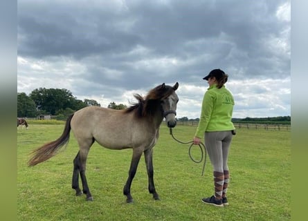 Welsh-A Mix, Stute, 3 Jahre, 115 cm, Braunfalbschimmel