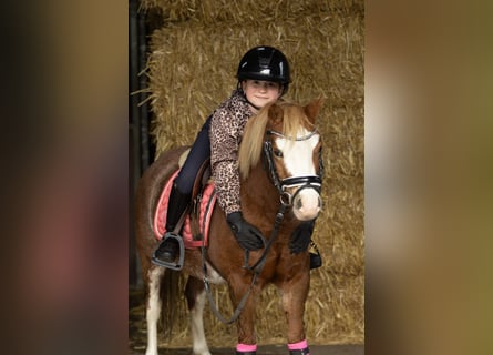 Welsh-A, Stute, 3 Jahre, 117 cm, Rotfuchs