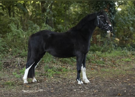 Welsh-A, Stute, 3 Jahre, 118 cm, Rappe