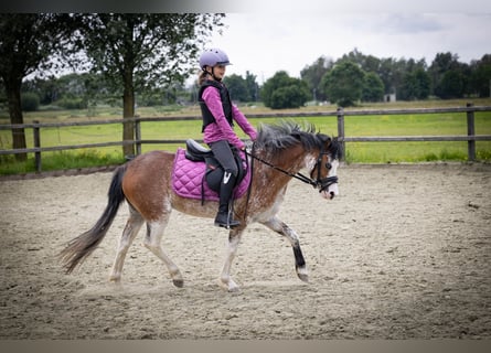Welsh-A, Stute, 3 Jahre, 122 cm, Sabino