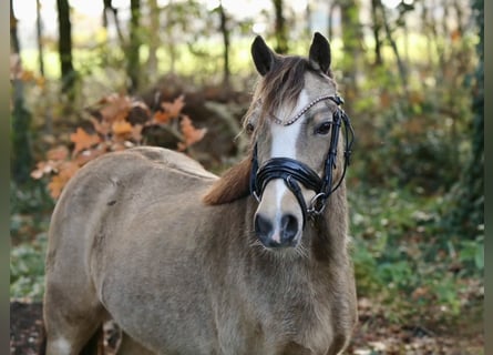 Welsh-A, Stute, 4 Jahre, 115 cm, Falbe