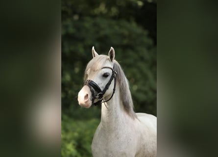 Welsh-A Mix, Stute, 4 Jahre, 117 cm, Schimmel