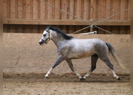 Welsh-A, Stute, 4 Jahre, 119 cm, Schimmel