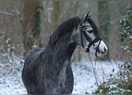 Welsh-A, Stute, 4 Jahre, 122 cm