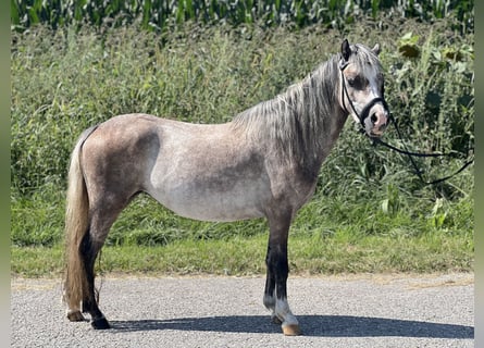 Welsh-A, Stute, 4 Jahre, 125 cm, Braunfalbschimmel