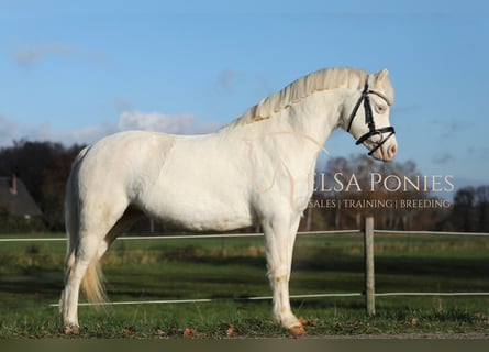 Welsh-A, Stute, 5 Jahre, 120 cm, Cremello