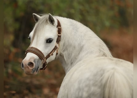 Welsh-A, Stute, 5 Jahre, 122 cm, Schimmel