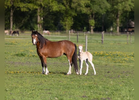 Welsh-A, Stute, 6 Jahre, 120 cm, Brauner